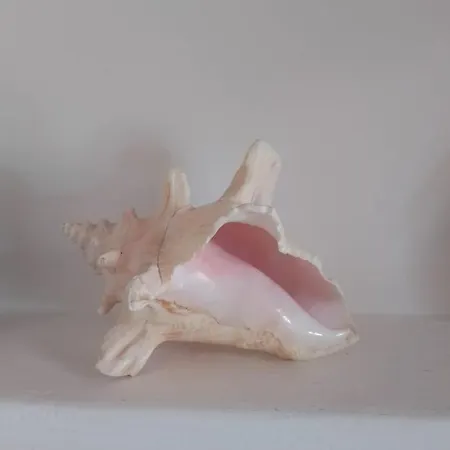 Conchiglia Rosa * Trani